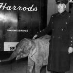 HARRODPETS3