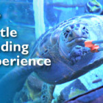 310×187-VIP-Turtle2