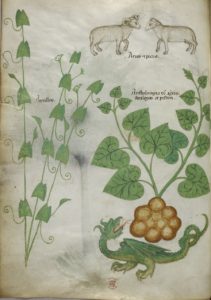 A dragon in a 15th-century herbal (c) British Library