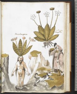 A mandrake being pulled out by a dog, in Giovanni Cadamosto, Herbal (c) British Library Board