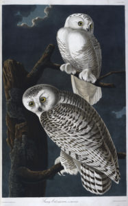 The snowy owl, in John James Audubon's The Birds of America 1827-38 (c) British Library Board