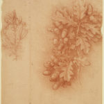Leonardo da Vinci, Oak (Quercus robur) and dyer’s greenweed (Genista tinctoria), c.1505/10