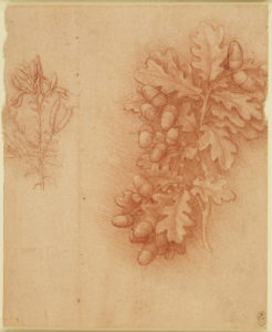 Leonardo da Vinci, Oak (Quercus robur) and dyer's greenweed (Genista tinctoria), c.1505/10