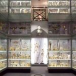 hunterian-museum-the-royal-college-of-surgeons-of-england-4642a5ee6560c50ba09f14325b961e06