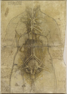 Leonardo da Vinci, 'The cardiovascular system and principal organs of a woman', c.1509-10