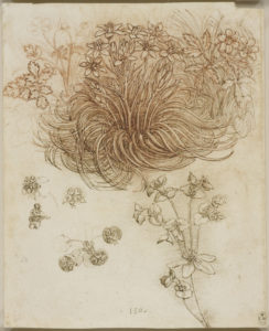 Leonardo da Vinci, A star-of-Bethlehem and other plants, c.1506-12.