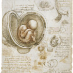 Leonardo da Vinci, The foetus in the womb, c.1511