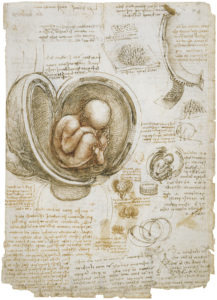 Leonardo da Vinci, The foetus in the womb, c.1511