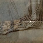 The anatomy of a bear’s foot. c.1488-90