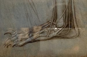 The anatomy of a bear's foot. c.1488-90