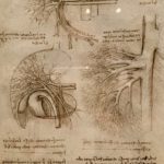 The vessels of the liver c. 1508