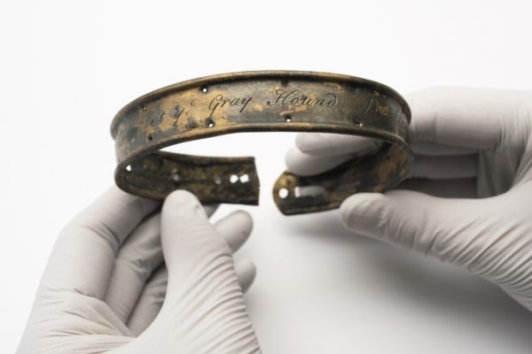 Dog's collar.