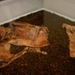 Lindow_Man_1