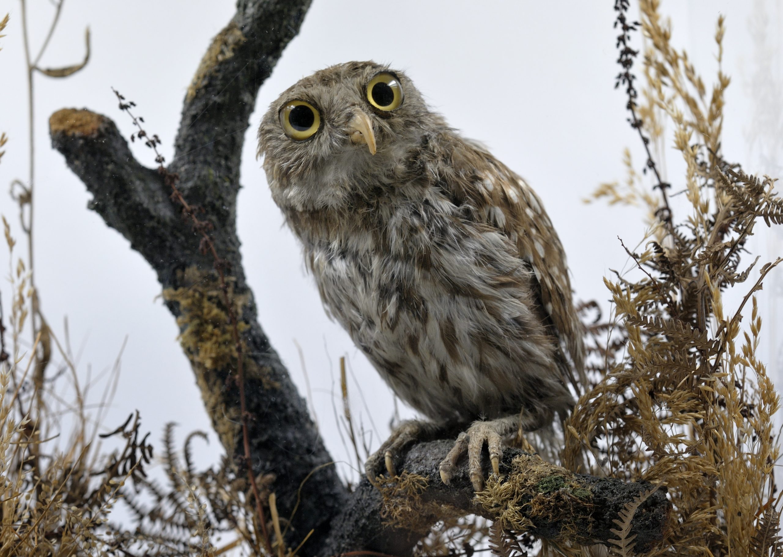 Athena, Florence Nightingale's pet owl, rescued by FN at the Acropolis, Athens