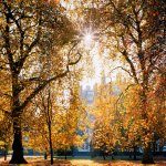 4_Rotten Row in autumn