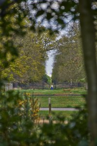 View of St Paul's Cathedral from King Henry's Mound, Richmond Park.