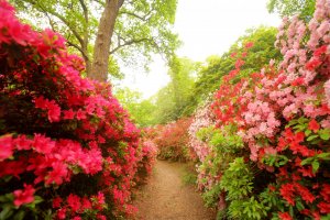 Rhododendrons in Isabella Plantation, Richmond Park.