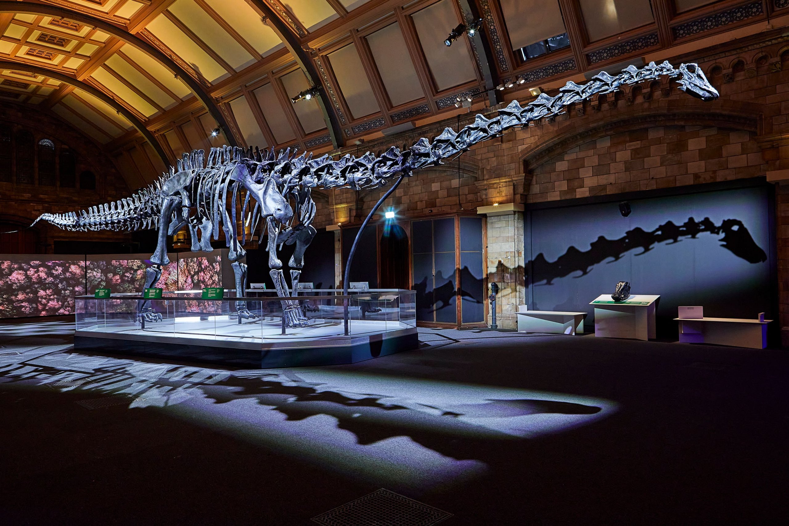 Dippy the Dinosaur returns to London's Natural History Museum - Londontopia