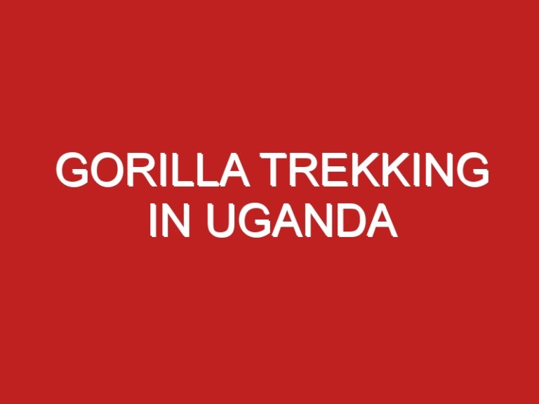 Gorilla trekking in Uganda