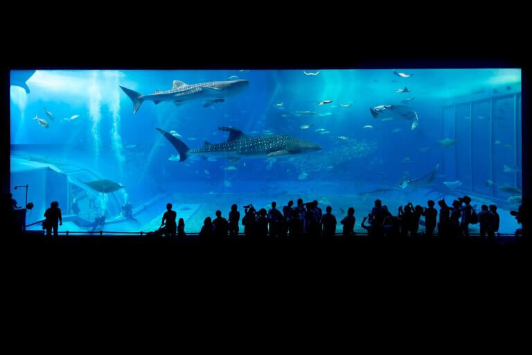 Sea Life London Aquarium Now Offering After Hours Experiences